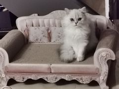 -爱诺耐芙动物医院(万博店)