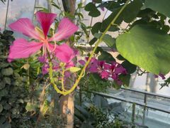 -北京植物园-展览温室