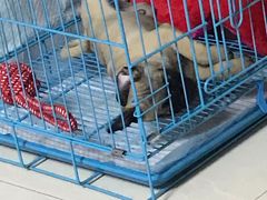 -翊宠yipet猫狗购宠庄园犬舍•猫舍