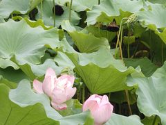 -上海怡沁园度假酒店