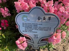 -春花秋色城市公园