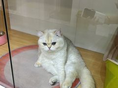 -青奢宠物·青奢猫舍