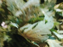 -捞王猪肚鸡火锅(昆山店)