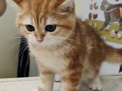 -芭比堂动物医院广州顽皮分院