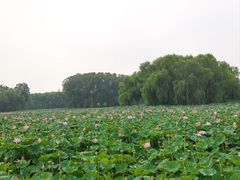 -东郊湿地公园