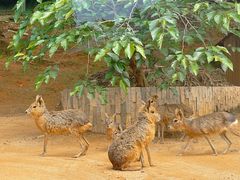 -泉州海丝野生动物世界