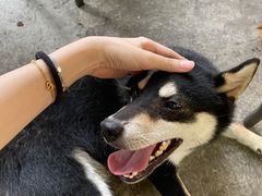 -柴犬高等学院·狗咖·柴犬售卖·宠物训练