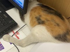 -瑞派康怡24h宠物医院·犬猫医疗中心·微创绝育(瑞景分院)