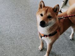 -安安宠医·安宠宠物医院