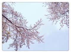 -嘉定紫藤园