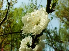 android_upload_pic-南汇桃花村