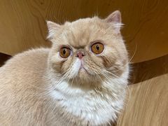 -滚猫咖啡·猫咖·猫友好撸猫(未来城店)