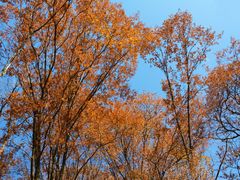 -陕西省红河谷森林公园