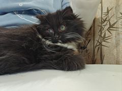 -楼上猫咖(罗湖店)