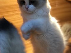 -猫十亿·布偶金渐层·曼基康矮脚猫舍(青年路店)