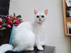 -猫色咖啡·猫咖