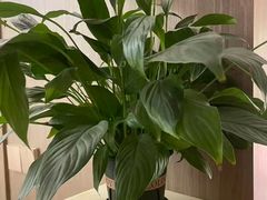 -耳湾躺式采耳SPA馆(保利五月花店)