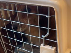 -瑞派申生动物医院·24H夜诊·国际动物医疗中心·骨外科(吴中路店)