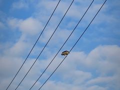 -左庭右院鲜牛肉火锅(苏州园区永旺店)