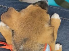 -天宠宠物医院24小时·急重症诊疗中心·全科·腔镜特色(和平分院)