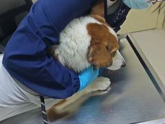 -爱妮康宠物医院·干细胞免疫细胞·肿瘤·心脏(张江店)