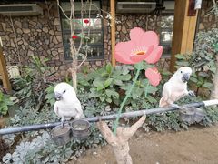 -南宫五洲植物乐园