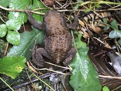 -素山寺森林公园