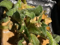 -贰重天冰煮羊自助火锅(东坝店)