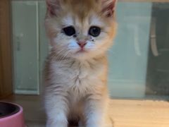 -BABIT巴比特宠物(MOMOPARK店)