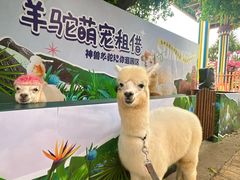 -灵玲国际马戏城
