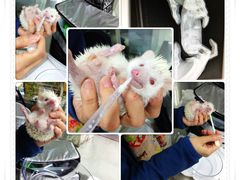 家中迷你刺猬小娇娇在中农大就诊-中农大我爱我爱动物医院(甜水园店)