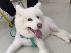 -瑞鹏宠物医院·微创内窥镜·骨外科·牙科(翠竹分院)