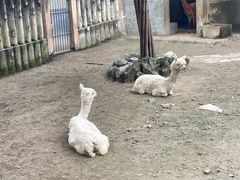 -成都动物园