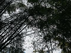 -桂林兴坪漓江