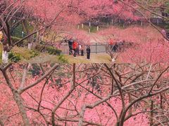 -重庆彩云湖湿地公园