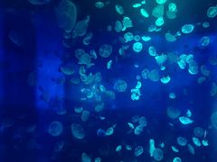 -江和美海洋公园