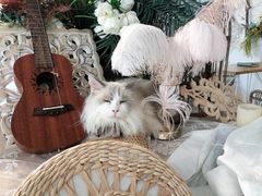 -共舞时光猫咖·狗咖(新街口店)