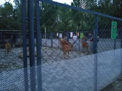 -长白岛森林公园