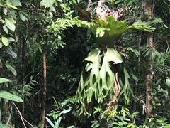 -热带雨林自然公园