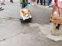 -西双版纳傣族园