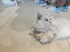 -怪兽屋·羊驼·猫咖·狗咖(俊华广场店)