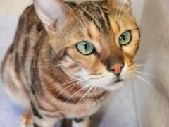 -猫和宫(六道口店)