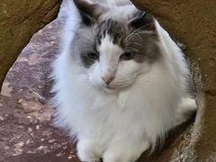 -猫猫幼稚园·撸猫·桌游·电玩