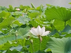 -堤角公园