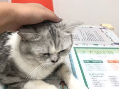 -伟伟宠物医院·瑞派猫友好医院·猫科(光谷店)