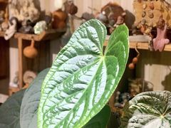 -Rabbit Cafe私房西餐甜点咖啡(栖霞路店)