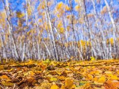 -乌兰布统景区-白桦林