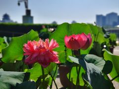-莲花池公园