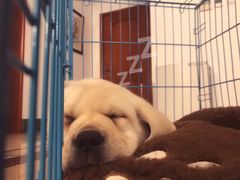 -翊宠yipet猫狗购宠庄园犬舍•猫舍