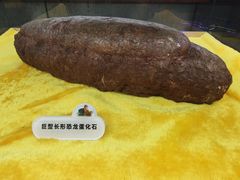 -诸城市恐龙博物馆